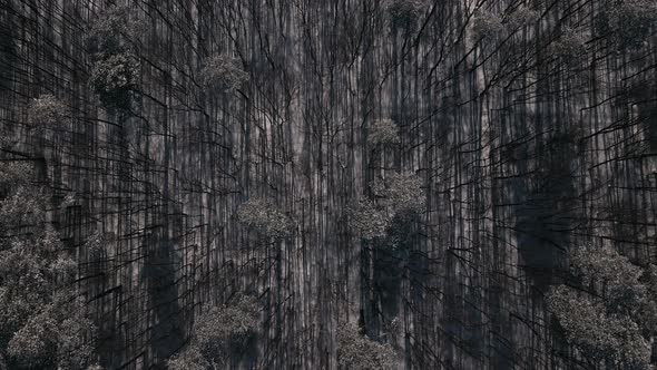 Top Down Aerial View of the Young Forest in Snow Covered Field at Sunny Winter Day alt