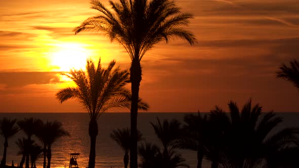 Silhouettes of Palm Trees At Dawn
