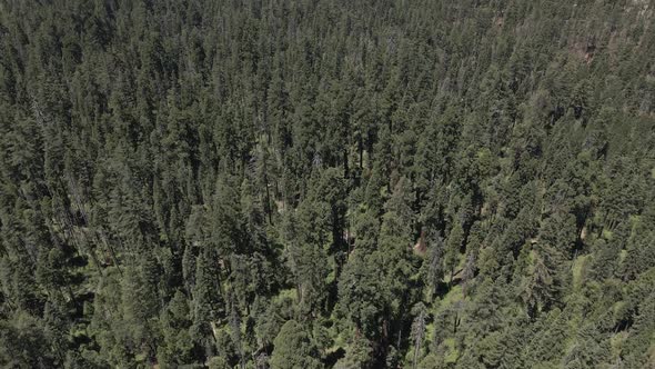 Big Sequoia Mountains Trees alt