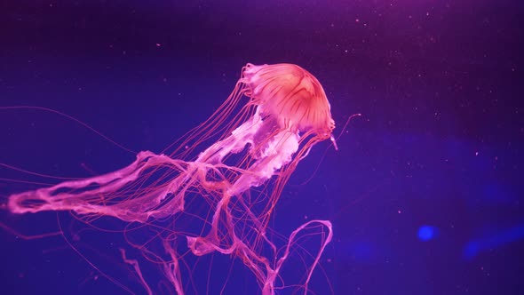 Beautiful red jellyfish (Chrysaora Pacifica) swimming underwater. Japanese sea nettle.