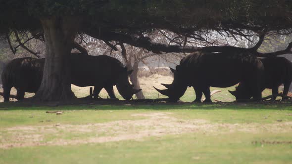 Herd of rhinos hiding under tree