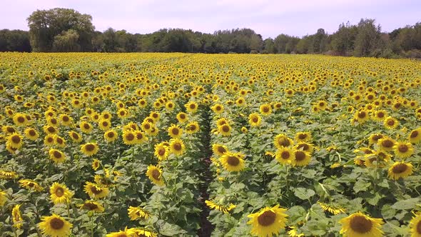 Aerial view of huge sunflower field in Michigan, backward motion alt