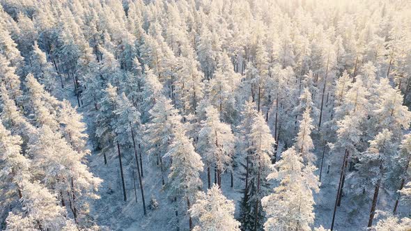 Aerial view of a winter snow covered pine forest. Winter frozen landscape