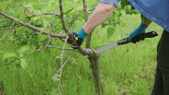 Woman Gardener Sawing Dry Branch on an Apple Tree with Handheld Garden Saw alt