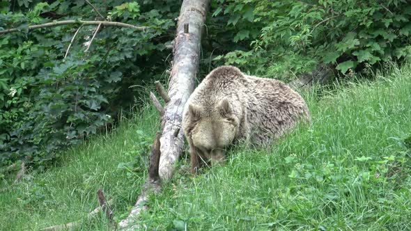 European brown bear eating grass in forest