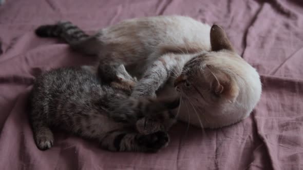 A mother cat playing with her kitten