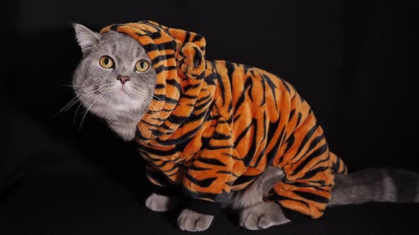 Cat Tiger celebrates New Year 2022 alt