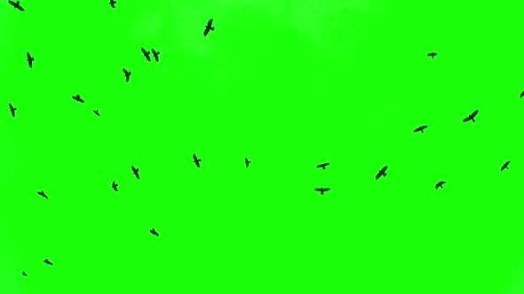 Birds Flying Over Chroma Key alt