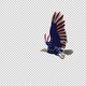 American Eagle - USA Flag - Flying Transition - V - 320