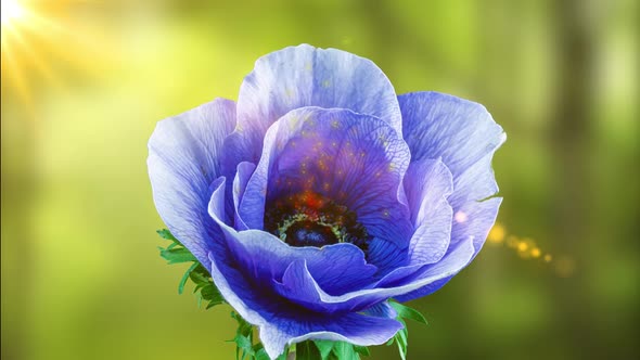 Beautiful Blue Anemone Flower Blooming on the Background of the Forest and the Rays of the Sun alt