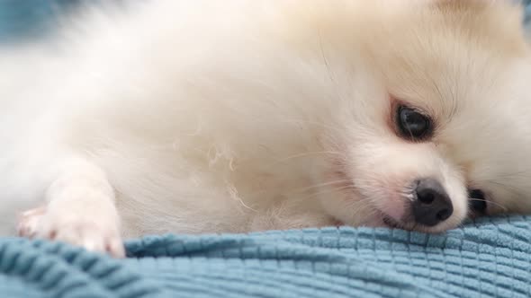 close up lazy pomeranian white puppy dog with happy tongue face lay down on sofa alt