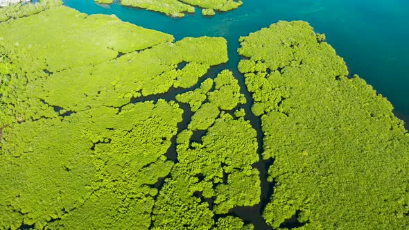 Aerial View of Mangrove Forest and River alt
