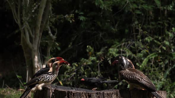 Birds at the Feeder, Von der Decken's Hornbill, African Grey Hornbill, Red-billed Hornbill alt