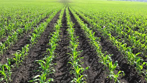 A Field with Young Corn Shoots