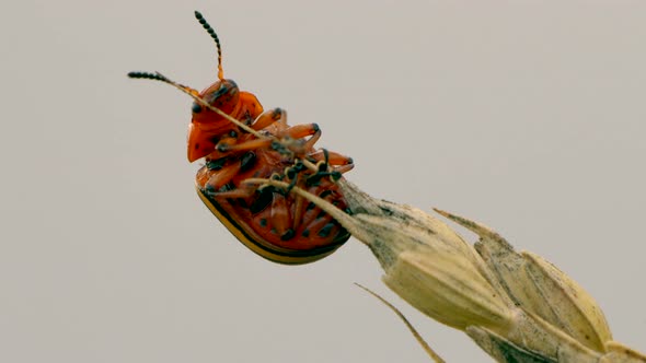 Close up of Colorado potato beetle climbing on plant in wilderness against grey sky alt