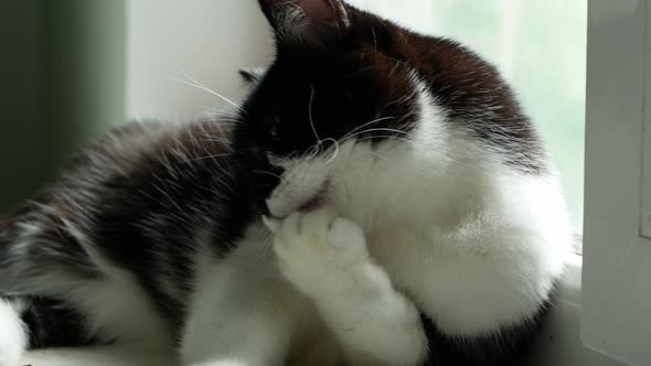 A beautiful black and white cat lies near the window and washes its paw. The cat is washing.
