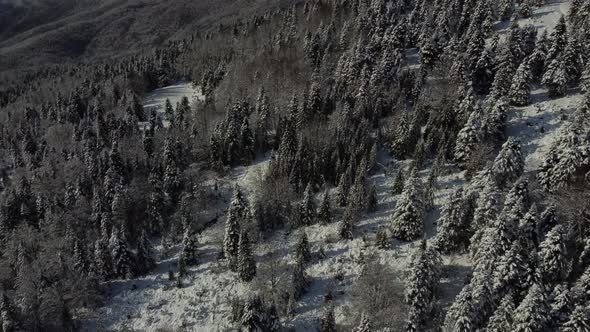 4K Flying over forest covered in snow