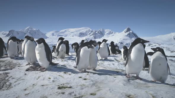 Close-up Colony of Antarctica Penguins on Snow. alt