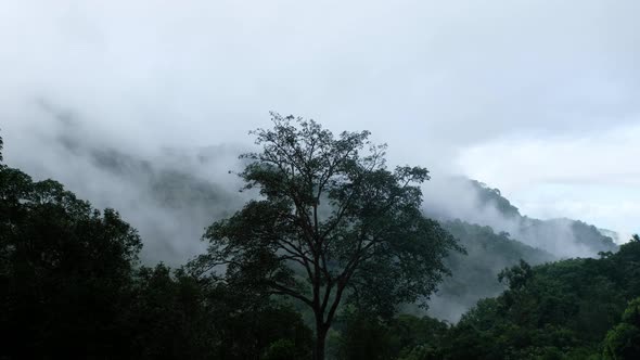 Landscape image of trees and mountains in the forest on foggy day