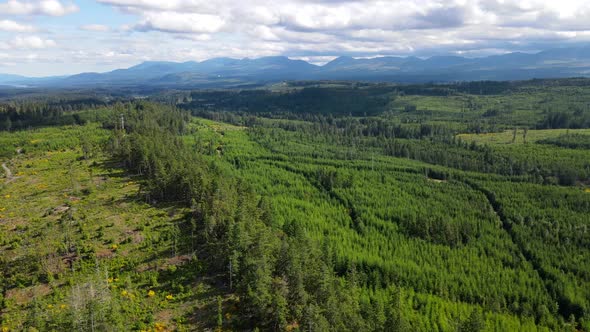 Partially logged forest on Vancouver Island revealed by cinematic drone on a summer day. Panning cam alt