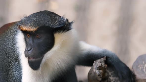 Diana Monkey Observes Surroundings in Animal Fauna Park Zoo alt
