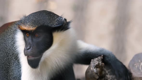 Diana Monkey Observes Surroundings in Animal Fauna Park Zoo