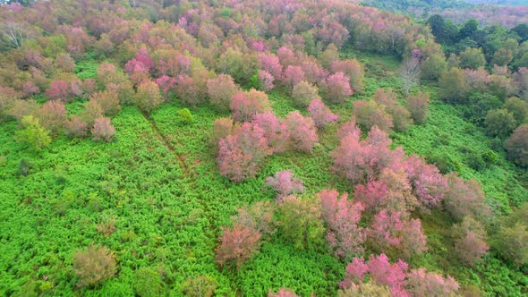 Drone fly over Wild Himalayan Cherry Blossom (Prunus cerasoides) alt