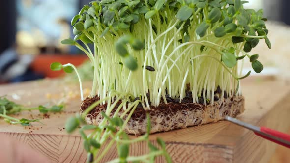 The Gardener Is Cutting the Seedlings in the Potting Container with Special Scissors alt