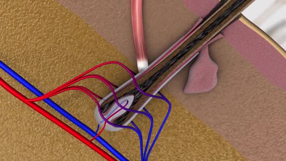 Capillaries are tiny blood vessels that transport blood, nutrients and oxygen to cells. alt