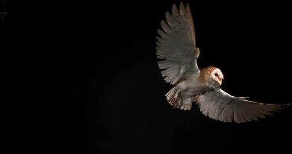 900184 Barn Owl, tyto alba, Adult in flight, Normandy, Slow Motion 4K alt