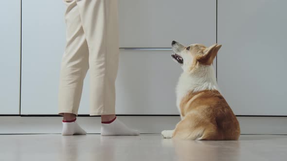 The Dog Comes to the Kitchen for the Mistress alt