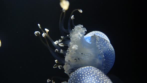 Close up shot of White-Spotted Jellyfish family swimming in clear water lighting by sun alt