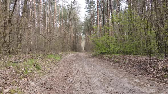 Aerial View of the Road Inside the Forest alt