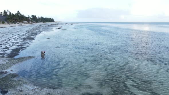 Woman Walking on the Beach at Low Tide Low Tide in Zanzibar alt