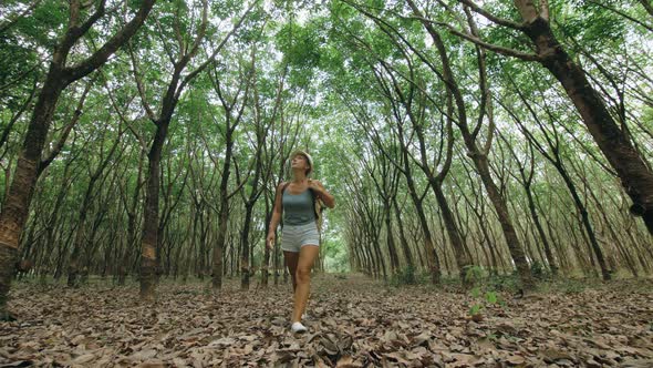 The Traveler Walks Between Trees Plantation Agriculture of Asia for Natural Latex Extraction Milk in