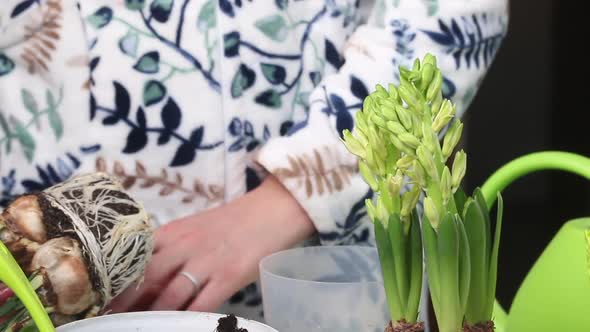 The Woman Transplants The Primroses Into A New Pot. Daffodil And Hyacinth Bulbs With Buds. Close Up. alt