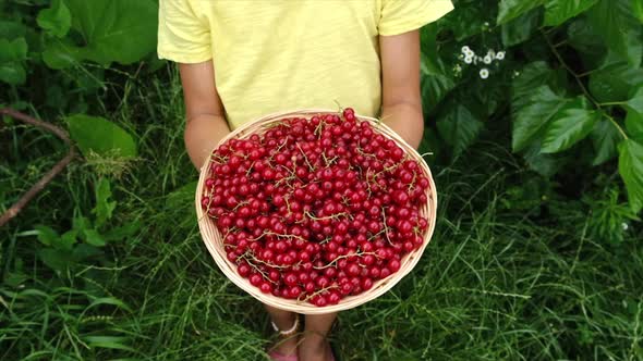 A Child Harvests Red Currants alt