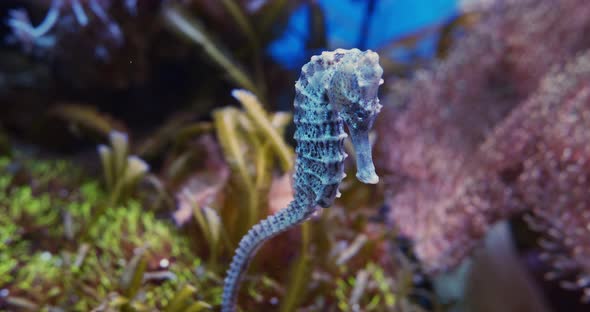 Majestic and Closer Look at a Sea Horse with Sea Anemonies in Background alt