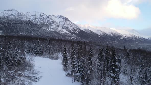 Winter Trees and Snowy Top Mountains alt