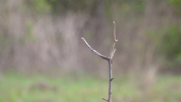 Kingfisher catching a fish alt