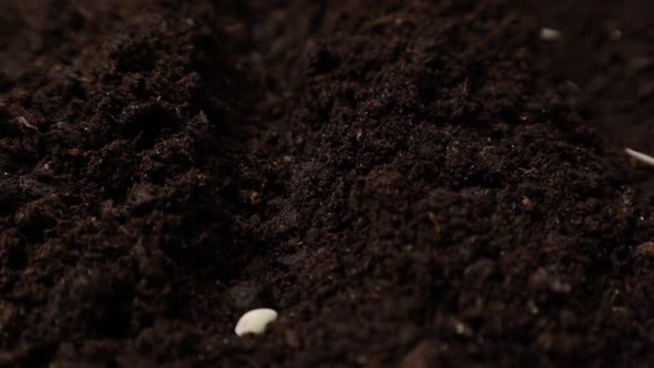 Farmer Hands Planting Cucumber Seeds in the Spring Garden