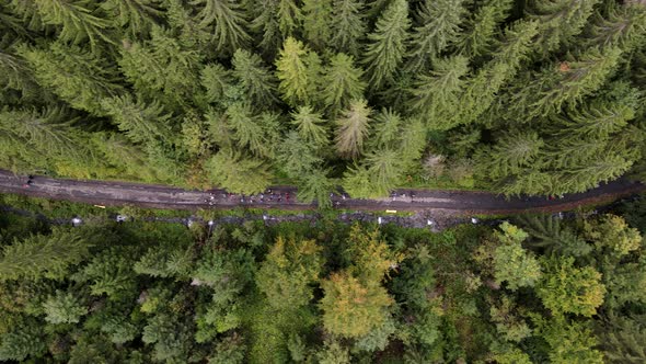 People Crowed Hikers Walking By Trail in Forest alt