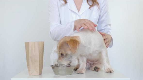 The dog on the table eats food from a bowl. Girl petting Jack Russell Terrier alt