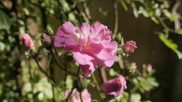 Climber Rose woody perennial flower bush   slow-mo 1920X1080 HD footage - Pink Rosa plant in the gar alt
