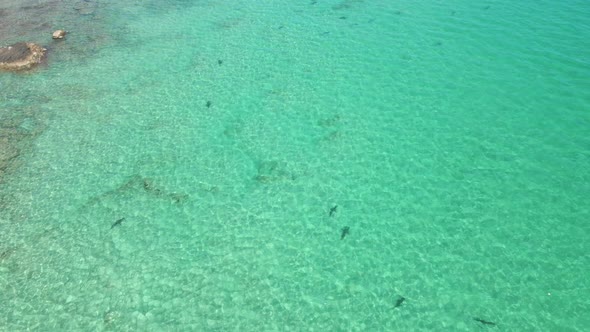 Reef Sharks in Shallow Ocean Water