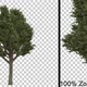 Big Breezy Tree Vol2 - Alpha Channel - Full Hd - VideoHive Item for Sale