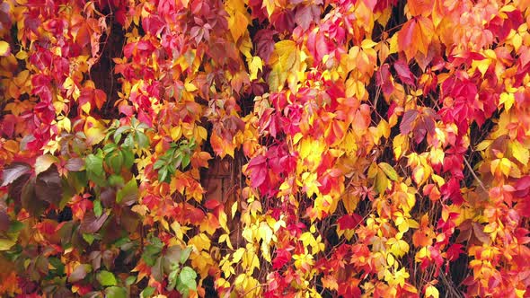 Colorful Autumn Leaves. Background. Camera Movement