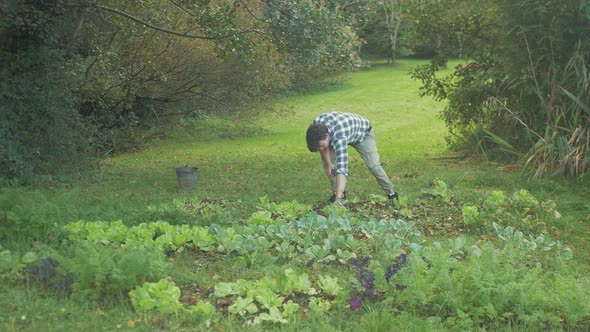 Young man harvesting organic grown turnips in garden. WIDE SHOT alt