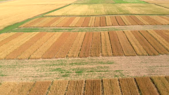 Drone Flying Over Rural Fields of Different Colors, Harvest Aerial View.
