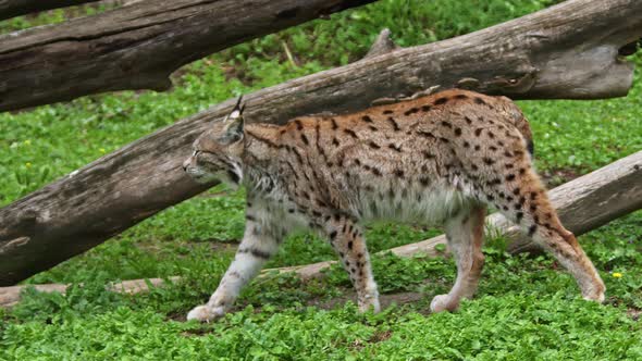 The Lone Lynx Wanders In Its Territory 3 alt